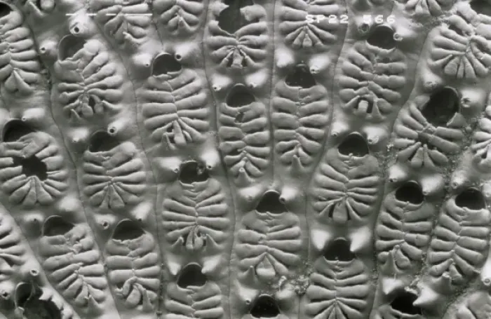 Framed Print : Aspidelectra melolontha, bryozoan Framed Print : Aspidelectra melolontha, bryozoan