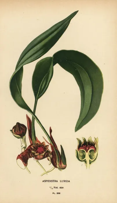 Framed Print : Aspidistra lurida Framed Print : Aspidistra lurida