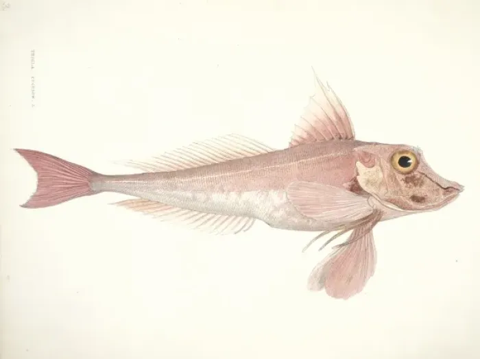 Framed Print : Aspitrgla cuculus, red gurnard Framed Print : Aspitrgla cuculus, red gurnard
