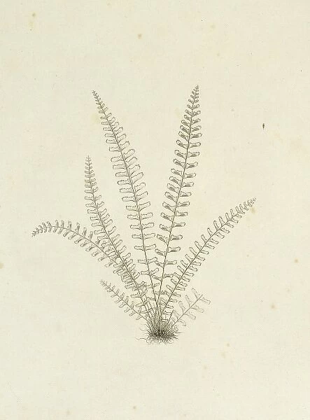 Asplenium monanthes, single-sorus spleenwort