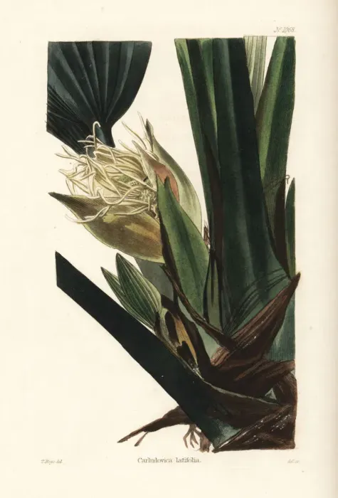 Framed Print : Asplundia latifolia orchid Framed Print : Asplundia latifolia orchid