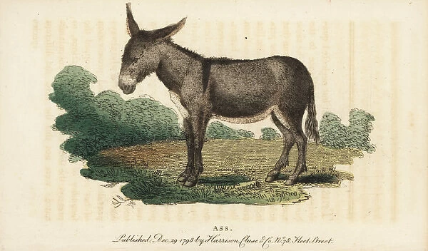 Ass or donkey, Equus africanus asinus