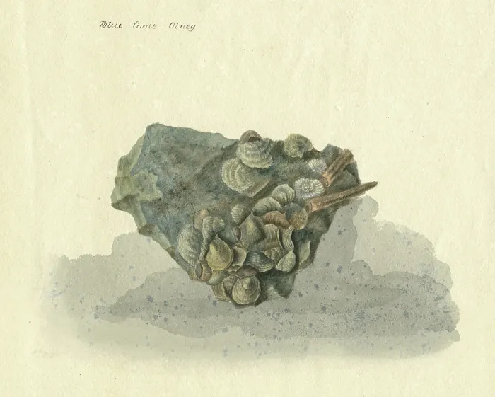 Framed Print : Assemblage of fossil bivalves, gastropods and ammonites Framed Print : Assemblage of fossil bivalves, gastropods and ammonites
