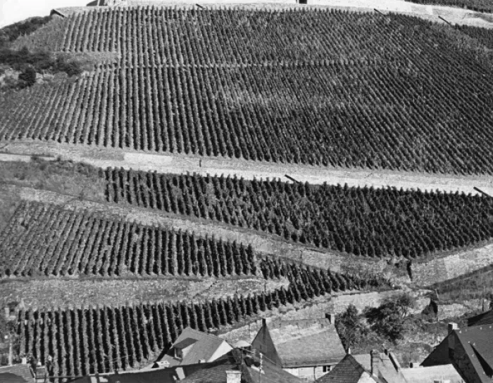 Framed Print : Assmanshausen Vineyards Framed Print : Assmanshausen Vineyards