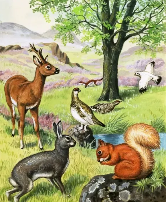 Framed Print : Assorted animals Framed Print : Assorted animals