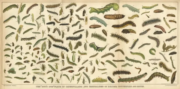 Framed Print : Assorted Caterpillars Framed Print : Assorted Caterpillars