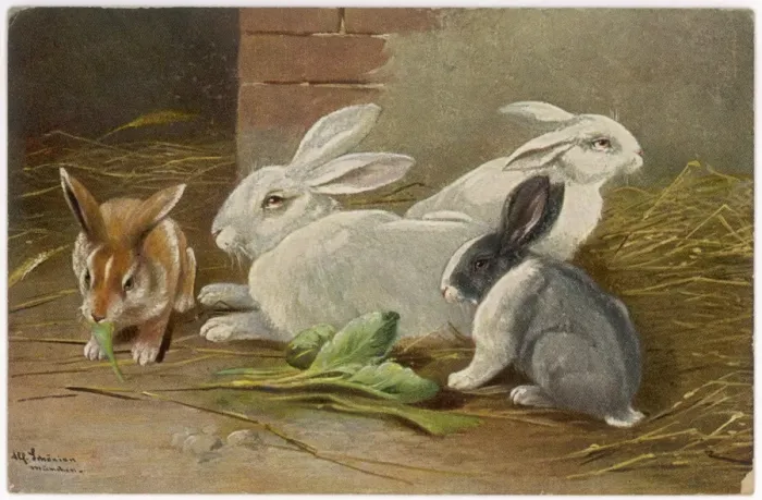 Framed Print : Assorted Rabbits 1890S Framed Print : Assorted Rabbits 1890S