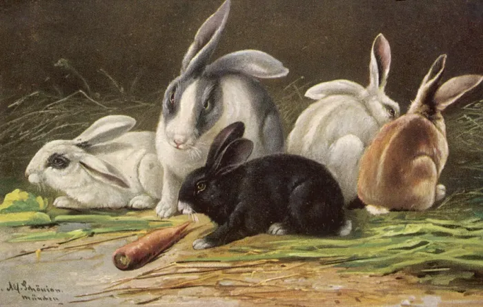 Framed Print : ASSORTED RABBITS 1905 Framed Print : ASSORTED RABBITS 1905