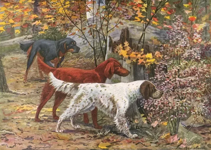 Framed Print : Assorted Setters Framed Print : Assorted Setters