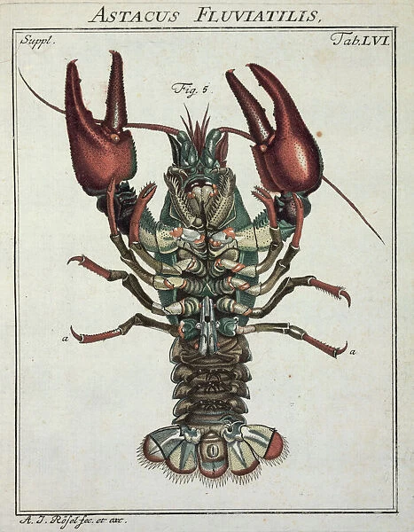 Astacus astacus Linnaeus, crayfish