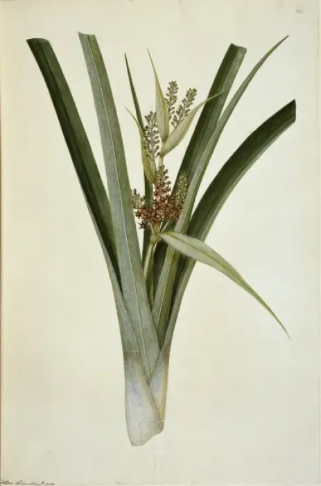Framed Print : Astelia banksii, coastal astelia Framed Print : Astelia banksii, coastal astelia