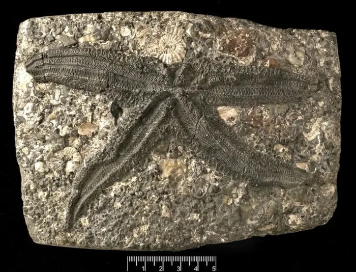 : Asterias gaveyi, a fossil starfish : Asterias gaveyi, a fossil starfish