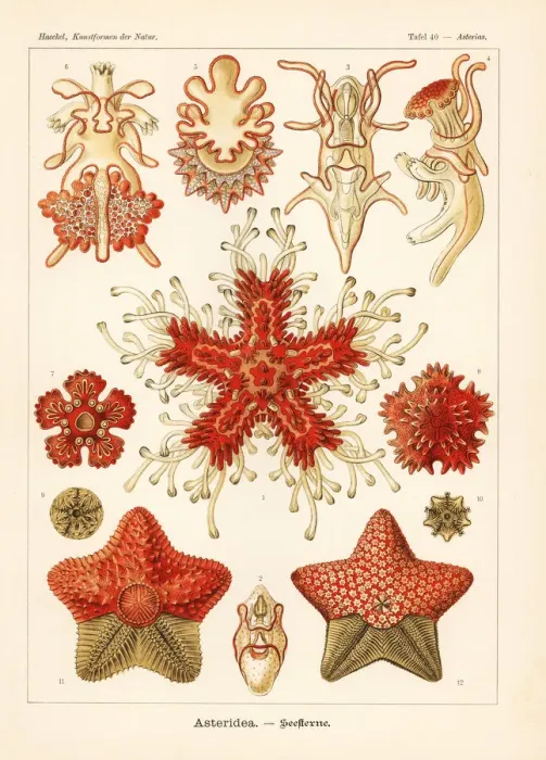 Framed Print : Asteriidae starfish Framed Print : Asteriidae starfish
