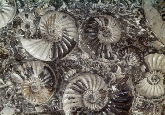 Framed Print : Asteroceras marstonensis and Promicroceras, ammonites Framed Print : Asteroceras marstonensis and Promicroceras, ammonites