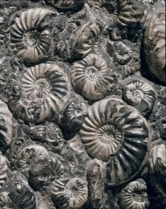 Framed Print : Asteroceras and Promicroceras, ammonites Framed Print : Asteroceras and Promicroceras, ammonites