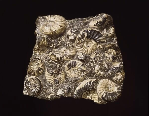 Asteroceras and promicroceras, ammonites