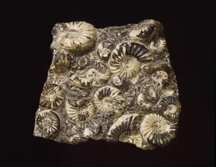 Framed Print : Asteroceras and promicroceras, ammonites Framed Print : Asteroceras and promicroceras, ammonites