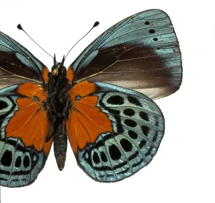 Framed Print : Asterope leprieuri, butterfly Framed Print : Asterope leprieuri, butterfly