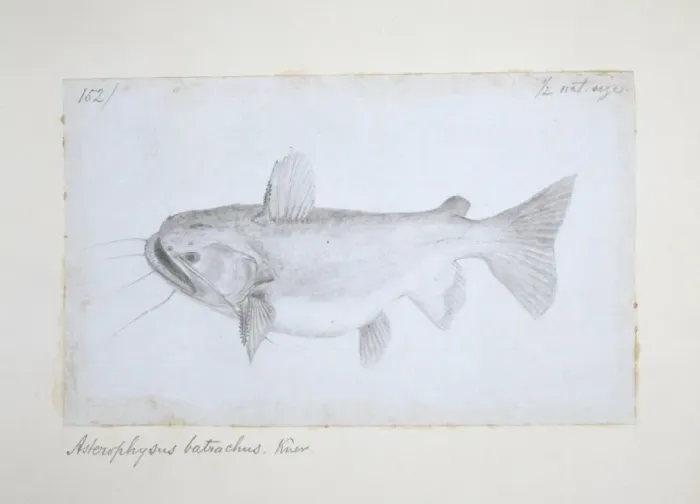 Framed Print : Asterophysus batrachus, ogre catfish Framed Print : Asterophysus batrachus, ogre catfish