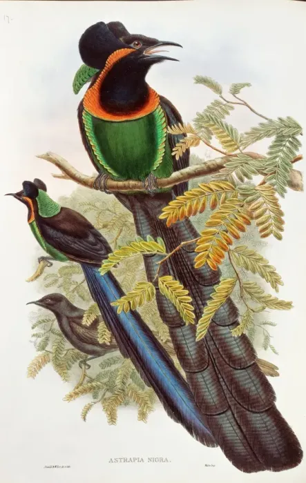 Framed Print : Astrapia nigra, arfak astrapia Framed Print : Astrapia nigra, arfak astrapia