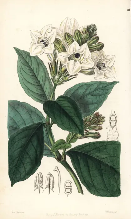 Framed Print : Asystasia scandens Framed Print : Asystasia scandens