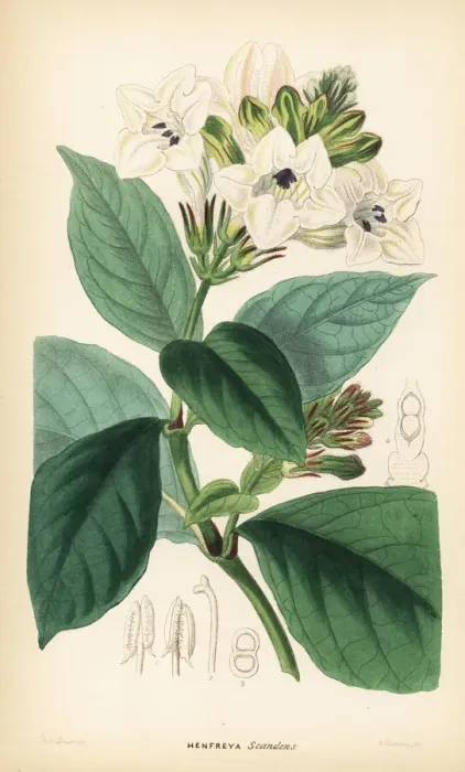 Framed Print : Asystasia scandens Framed Print : Asystasia scandens