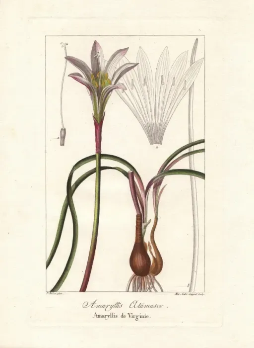 Framed Print : Atamasco lily, Zephryanthes atamasco Framed Print : Atamasco lily, Zephryanthes atamasco