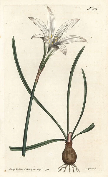 Atamasco lily, Zephyranthes atamasco