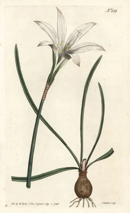 Framed Print : Atamasco lily, Zephyranthes atamasco Framed Print : Atamasco lily, Zephyranthes atamasco