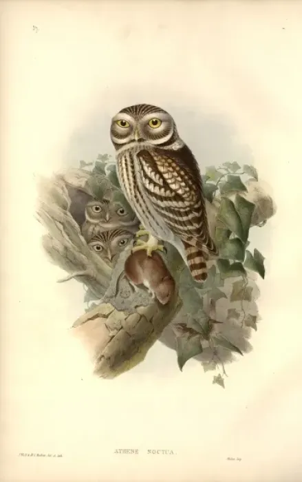 Framed Print : Athene noctua, little owl Framed Print : Athene noctua, little owl