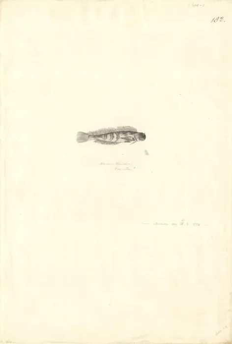 Framed Print : Atherinomorus lacunosus, hardyhead silverside Framed Print : Atherinomorus lacunosus, hardyhead silverside
