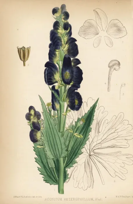 Framed Print : Atis or atees, Aconitum heterophyllum Framed Print : Atis or atees, Aconitum heterophyllum