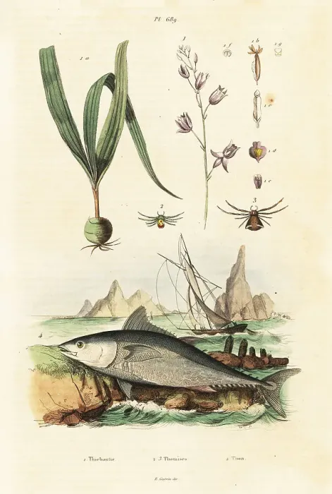Framed Print : Atlantic bluefin tuna and belitia orchid