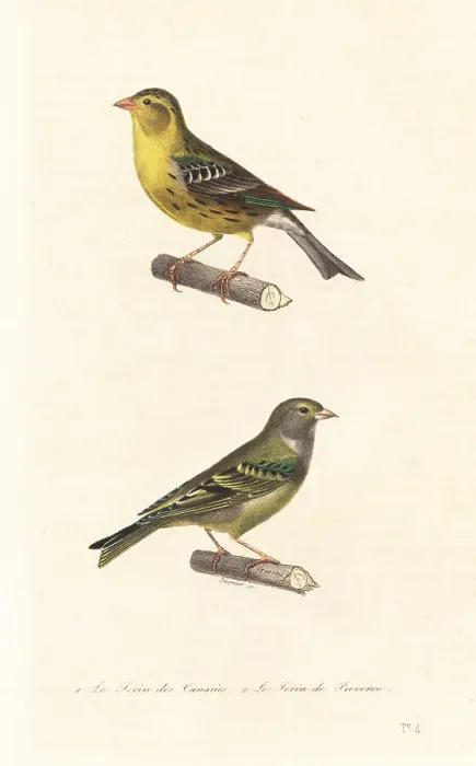 Framed Print : Atlantic canary and European serin Framed Print : Atlantic canary and European serin