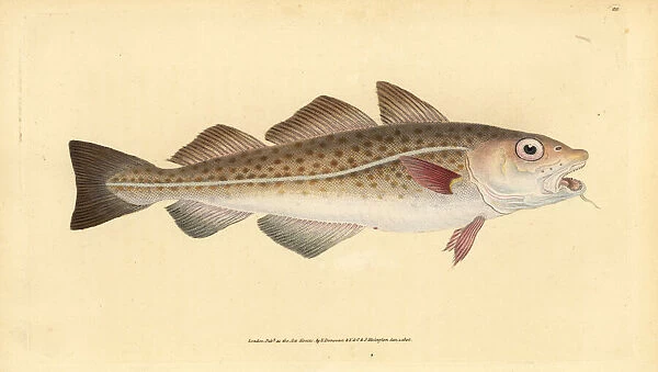 Atlantic cod, Gadus morhua. Vulnerable