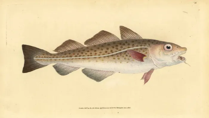 Framed Print : Atlantic cod, Gadus morhua. Vulnerable Framed Print : Atlantic cod, Gadus morhua. Vulnerable