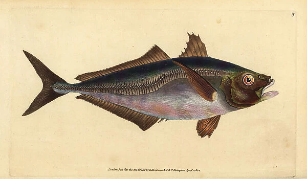 Atlantic horse mackerel, Trachurus trachurus