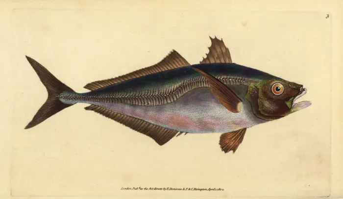 Framed Print : Atlantic horse mackerel, Trachurus trachurus Framed Print : Atlantic horse mackerel, Trachurus trachurus