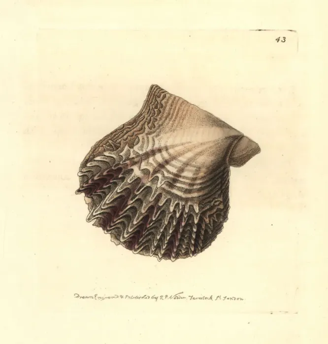 Framed Print : Atlantic pearl-oyster, Pinctada radiata Framed Print : Atlantic pearl-oyster, Pinctada radiata