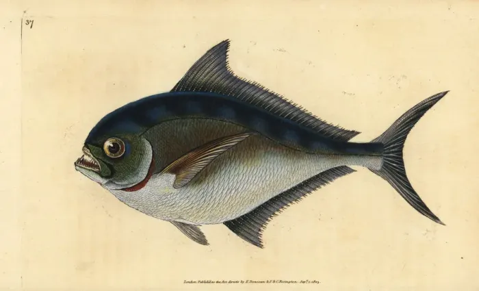 Framed Print : Atlantic pomfret, Brama brama Framed Print : Atlantic pomfret, Brama brama