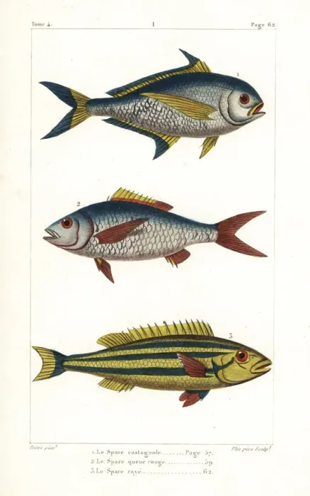 Framed Print : Atlantic pomfret, deep-bodied mojarra