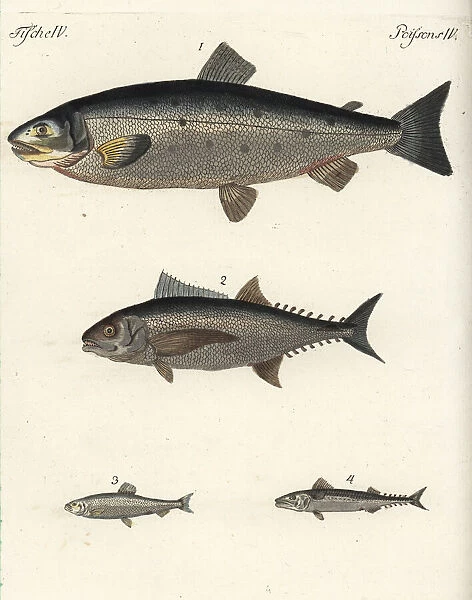 Atlantic salmon, tuna, herring and mackerel