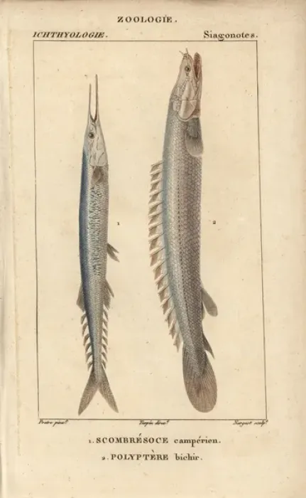 Framed Print : Atlantic saury, Scomberesox saurus, and Nile Framed Print : Atlantic saury, Scomberesox saurus, and Nile