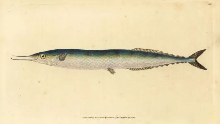 Framed Print : Atlantic saury, Scomberesox saurus saurus Framed Print : Atlantic saury, Scomberesox saurus saurus