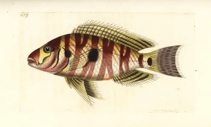 Framed Print : Atlantic tripletail, Lobotes surinamensis Framed Print : Atlantic tripletail, Lobotes surinamensis