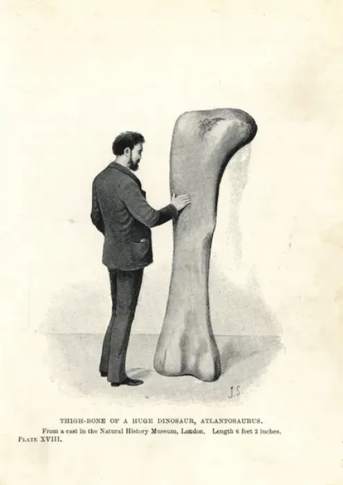 Framed Print : Atlantosaurus thigh bone Framed Print : Atlantosaurus thigh bone