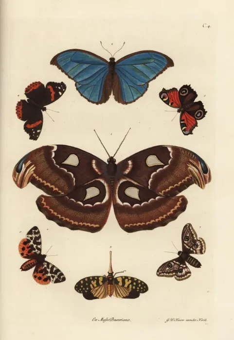 Framed Print : Atlas moth, blue morpho, lanternfly, and European Framed Print : Atlas moth, blue morpho, lanternfly, and European