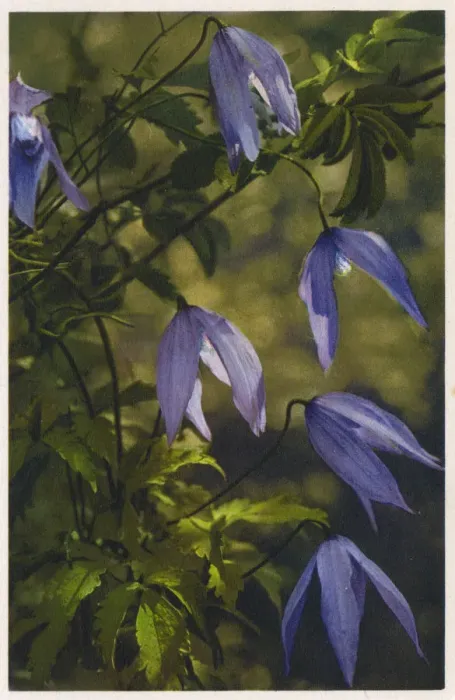 Framed Print : Atragene (Clematis) Framed Print : Atragene (Clematis)