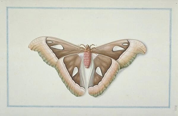 Attacus atlas, atlas moth