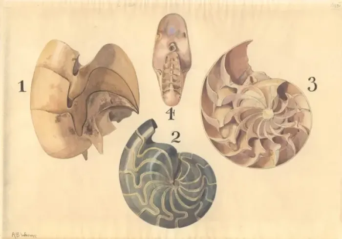 Framed Print : Aturia sp. nautilus Framed Print : Aturia sp. nautilus